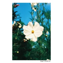 Harman Phoenix 200 - Film Négatif Couleur ISO 200 pour une Expérience Photographique Unique