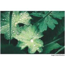Harman Phoenix 200 - Film Négatif Couleur ISO 200 pour une Expérience Photographique Unique